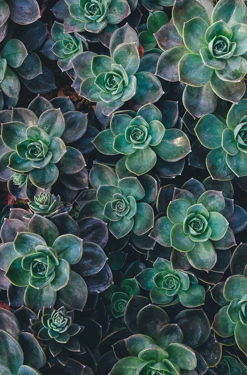 Succulent Wreath Decoration